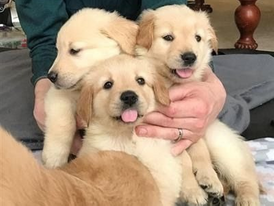 golden-retriever-puppies-big-0