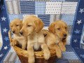 friendly-labrador-puppies-small-0