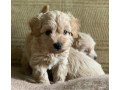 cute-akc-maltipoo-puppies-small-0