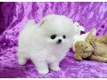 t-cup-pomeranian-puppies-small-0
