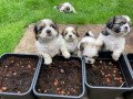 gorgeous-shih-tzu-puppies-available-small-0