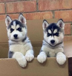 pure-bred-siberian-husky-puppies-big-0
