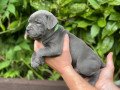 staffordshire-bull-terrier-puppy-small-0