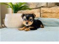 awesome-yorkshire-terrier-puppies-small-0
