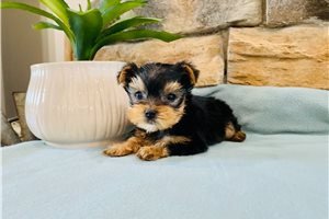 awesome-yorkshire-terrier-puppies-big-0