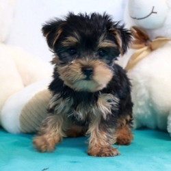 awesome-yorkshire-terrier-puppies-big-0