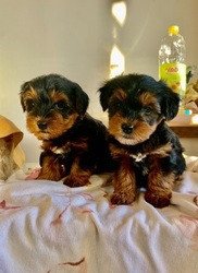 awesome-yorkshire-terrier-puppies-big-0