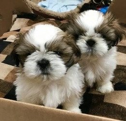 gorgeous-shih-tzu-puppies-available-big-0