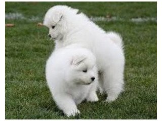 Lovely Samoyed pups