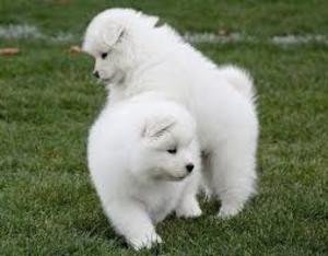 lovely-samoyed-pups-big-0