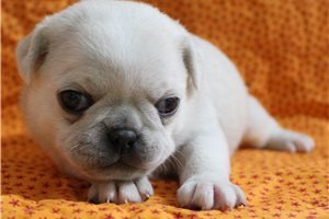adorable-pug-puppies-big-0