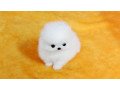 t-cup-pomeranian-puppies-small-0