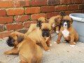 adorable-boxer-puppies-small-1