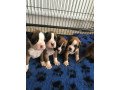 adorable-boxer-puppies-small-0
