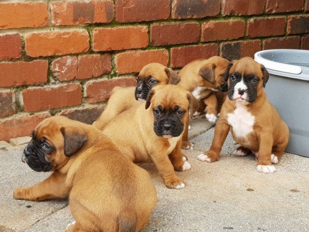 adorable-boxer-puppies-big-1