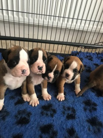 adorable-boxer-puppies-big-0