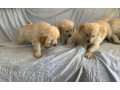 gorgeous-purebred-golden-retriever-puppies-available-small-0