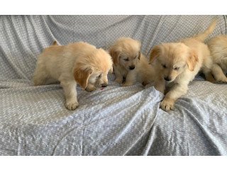 Gorgeous purebred Golden retriever puppies available!