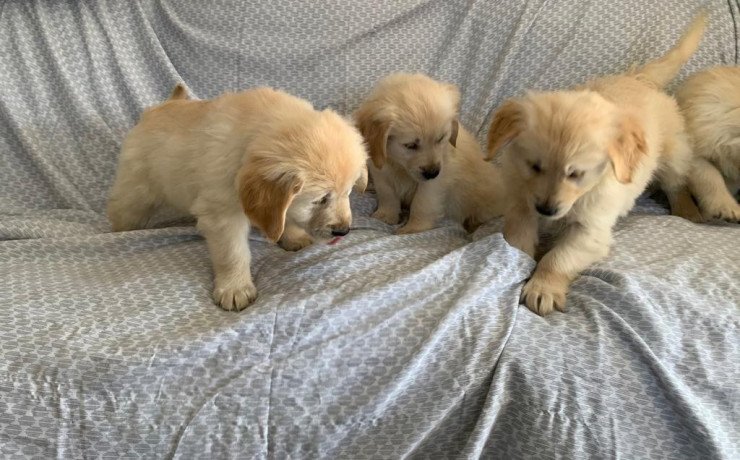 gorgeous-purebred-golden-retriever-puppies-available-big-0