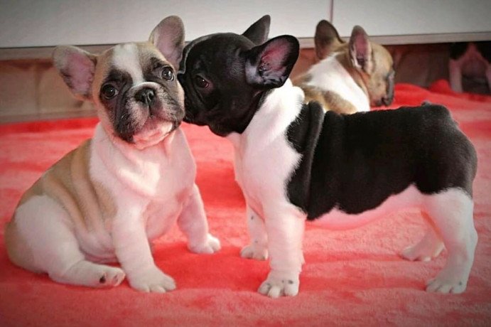 cute-and-lovely-trained-french-bulldog-pups-available-big-0
