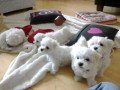 teacup-maltes-puppies-for-adoption-small-1