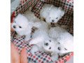 teacup-maltes-puppies-for-adoption-small-3
