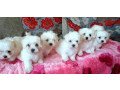 teacup-maltes-puppies-for-adoption-small-2