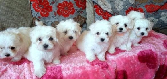 teacup-maltes-puppies-for-adoption-big-2