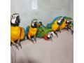 blue-and-golde-macaws-for-sale-small-0
