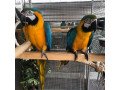 blue-and-golde-macaws-for-sale-small-2