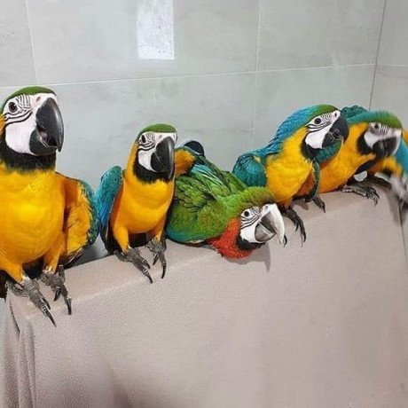 blue-and-golde-macaws-for-sale-big-0