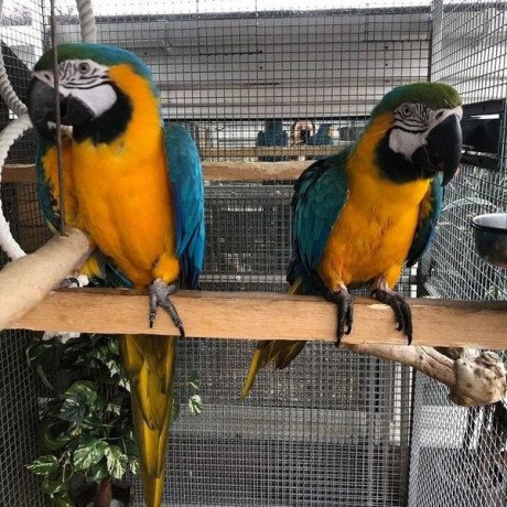 blue-and-golde-macaws-for-sale-big-2