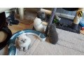 blue-and-cream-british-shorthair-kittens-for-adoption-small-0