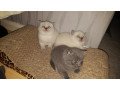 blue-and-cream-british-shorthair-kittens-for-adoption-small-4
