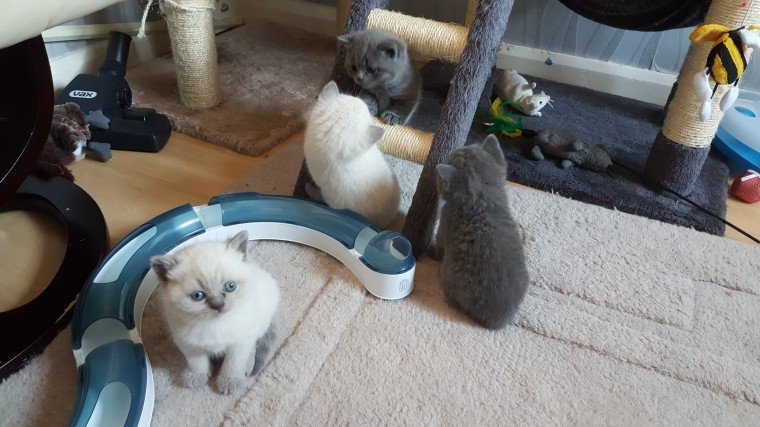 blue-and-cream-british-shorthair-kittens-for-adoption-big-0
