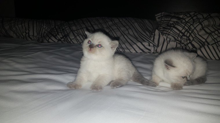 blue-and-cream-british-shorthair-kittens-for-adoption-big-3