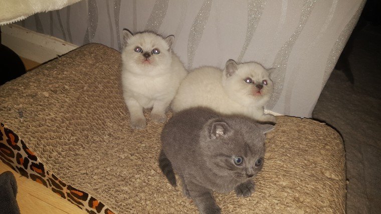 blue-and-cream-british-shorthair-kittens-for-adoption-big-4