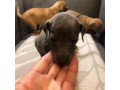 italian-greyhound-for-sale-small-2