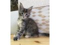 maine-coon-kittens-small-2