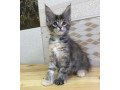 maine-coon-kittens-small-1
