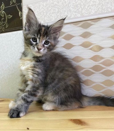 maine-coon-kittens-big-2