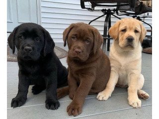 Beautiful Labrador puppies for you?