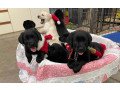 do-you-want-beautiful-labrador-puppies-for-you-small-1