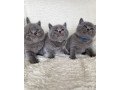 british-shorthair-kittens-small-2