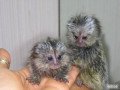 marmoset-monkeys-for-sale-small-0