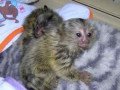 marmoset-monkeys-for-sale-small-1