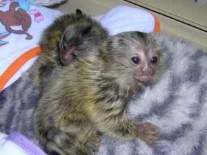 marmoset-monkeys-for-sale-big-1