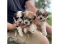 male-and-female-shih-tzu-puppies-small-2