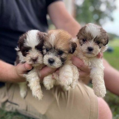 male-and-female-shih-tzu-puppies-big-2