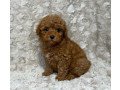 toy-poodle-puppies-small-2